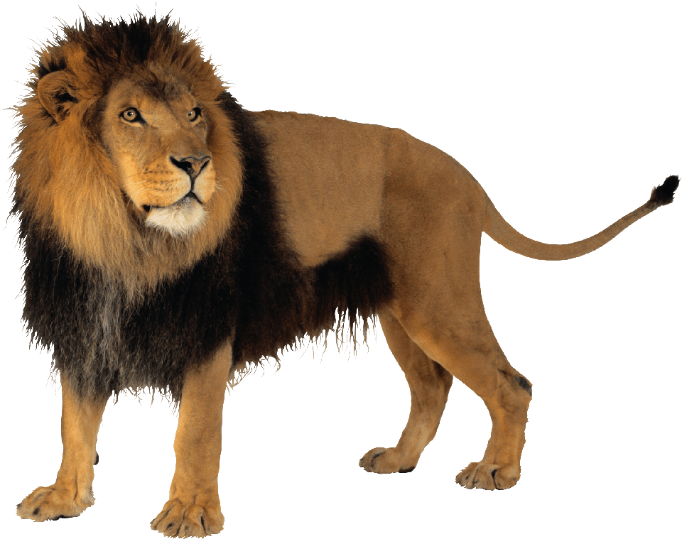 Lion Png Transparent (black)