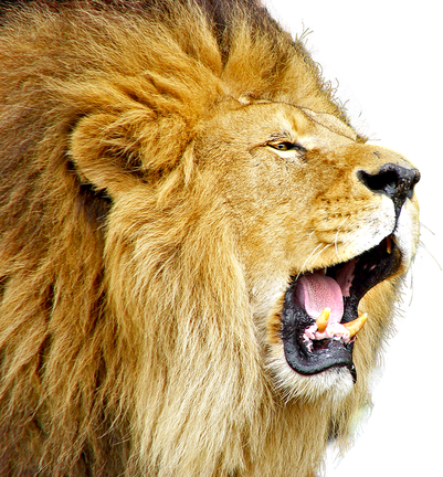 Lioness Roar Png Free Download (salmon, black, silver, white)