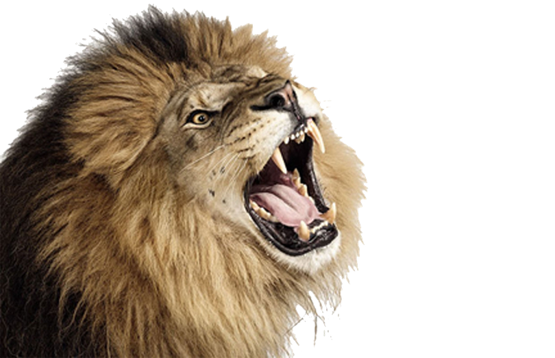 Lioness Roar Png Photo (black)