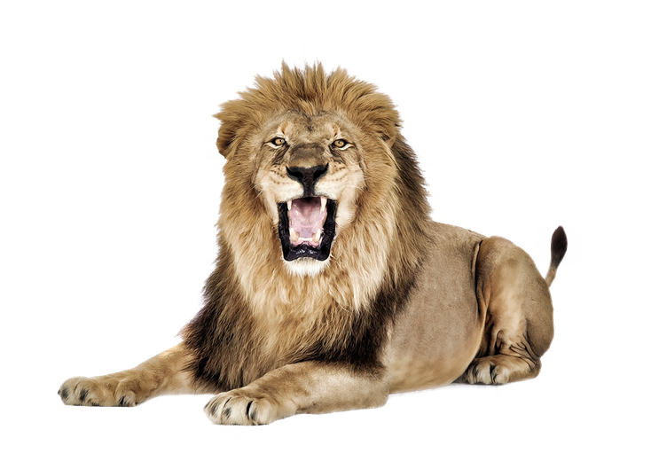 Lioness Roar Png Pic (salmon, black, gray, white)