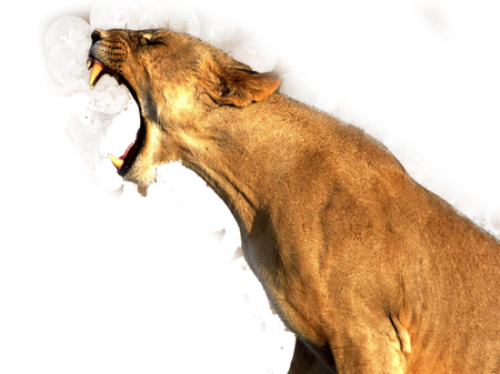 Lioness Roar Transparent Png (black, chocolate)