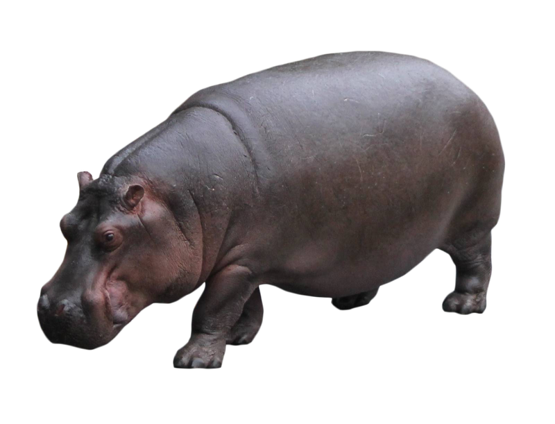 Hippo Png Photos (indigo, black)