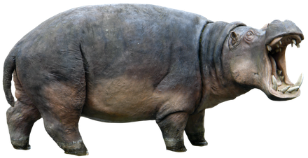 Hippo Transparent Background (indigo, black, gray)