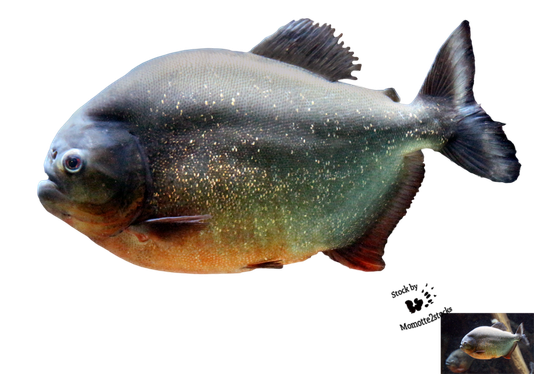 Piranha Png Image (black, silver, olive)