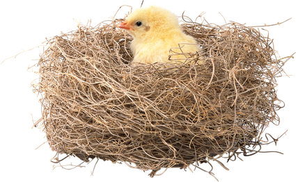 Bird Nest Png (gray, black)