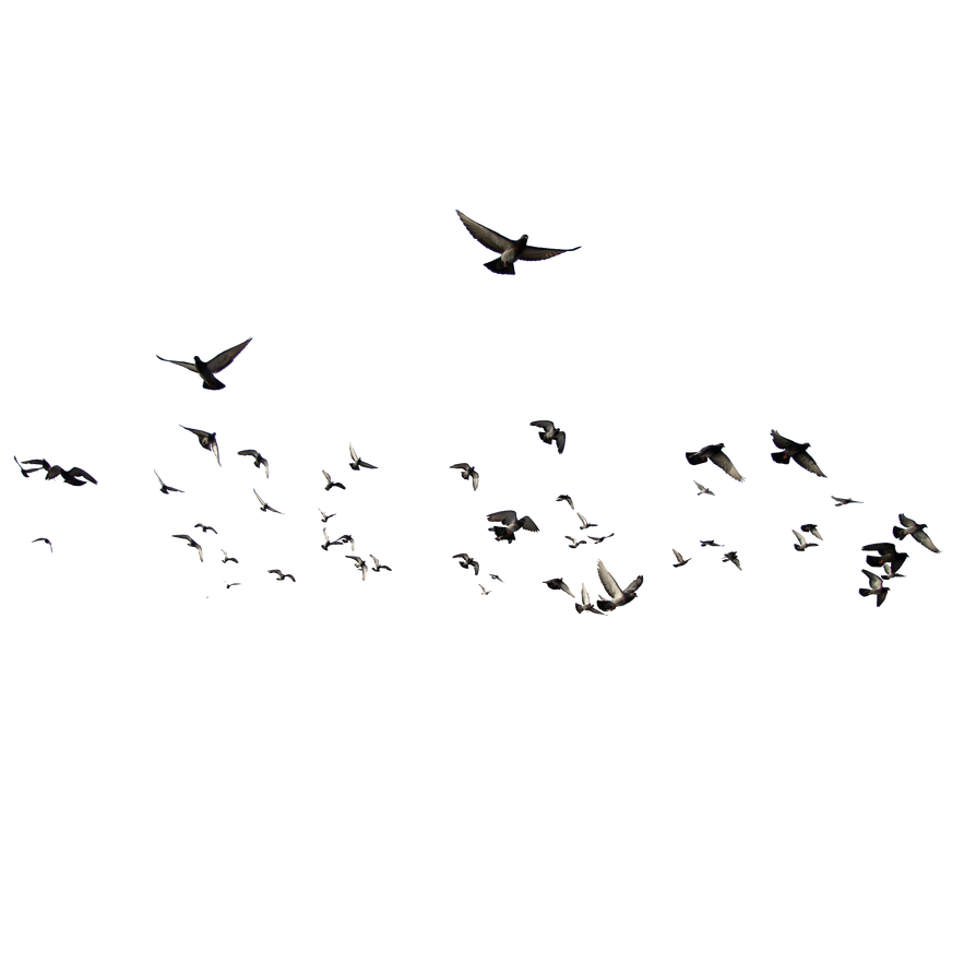 Birds Flying No Background (black)