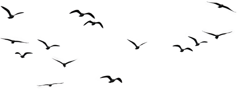 Birds Flying Png Cutout (black)