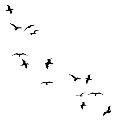 Birds Flying Png File (black)