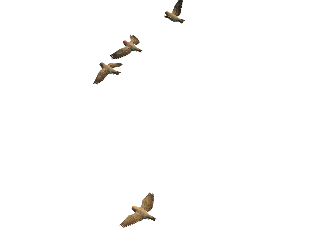 Birds Flying Png Image Hd (black)