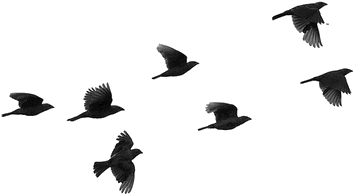 Birds Flying Png Image (black)