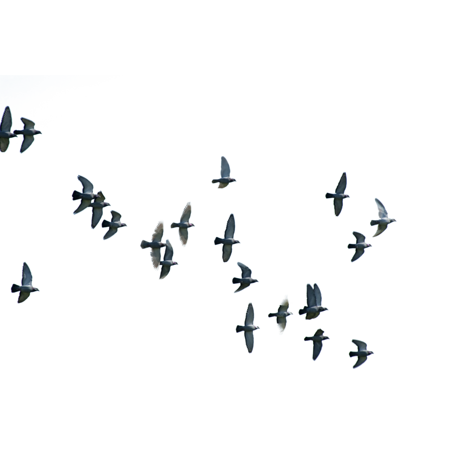 Birds Flying Png Images Hd (black, silver)