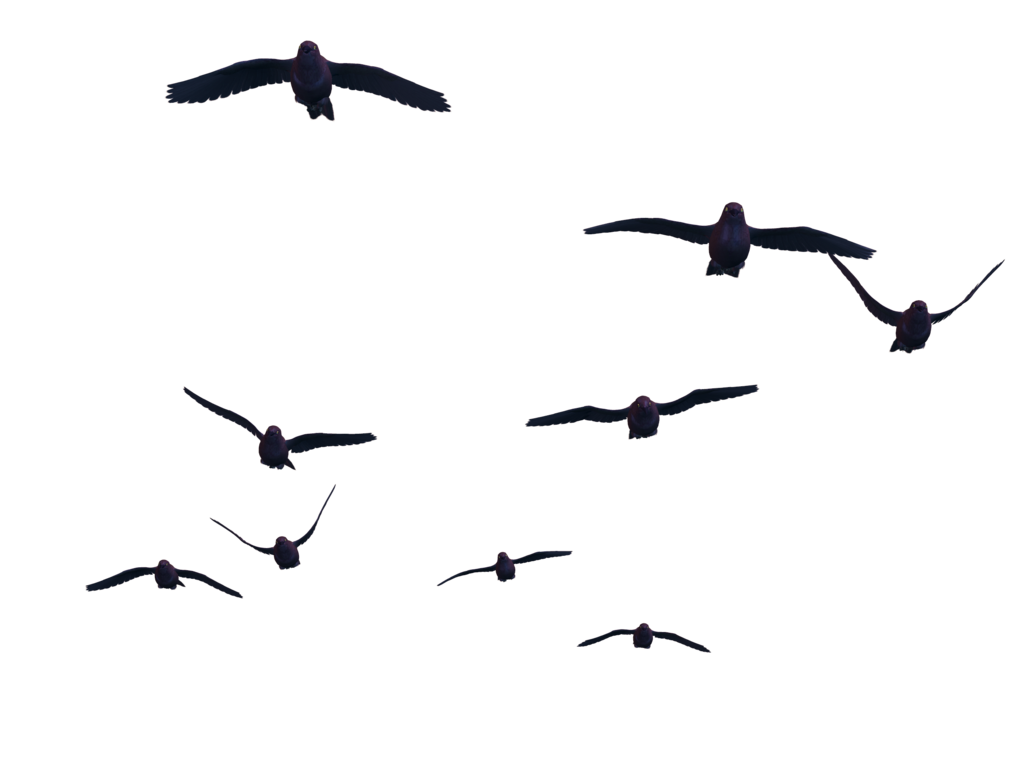 Birds Flying Png Photos (black)