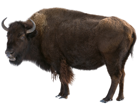 Bison Png Photos (indigo, white, black, lavender, gray)