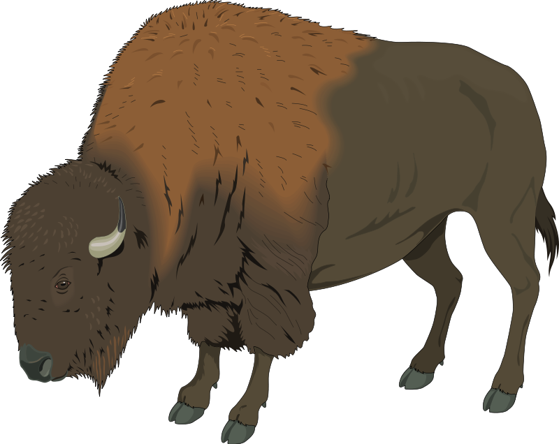 Bison Png Transparent Image (maroon, black, olive)