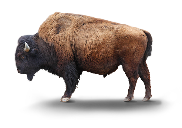 Bison Transparent Background (white, black, gray, silver)