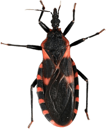 Kissing Bug Png Free Download (black)