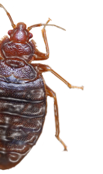 Kissing Bug Png Image (black)