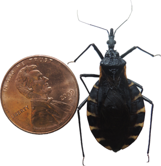 Kissing Bug Png Pic (black)