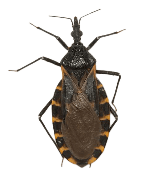 Kissing Bug Png Transparent Image (olive, maroon, black)