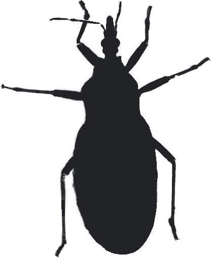 Kissing Bug Transparent Background (black)