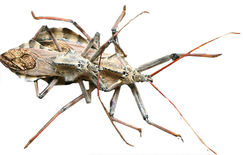 Kissing Bug Transparent Png (black)