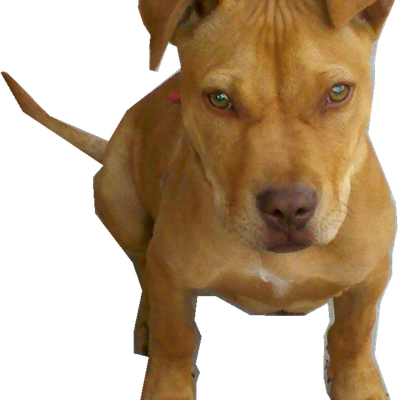 Pit Bulls Png File (black, olive)