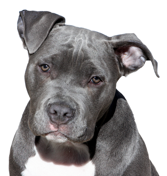 Pit Bulls Png Free Download (black, white)