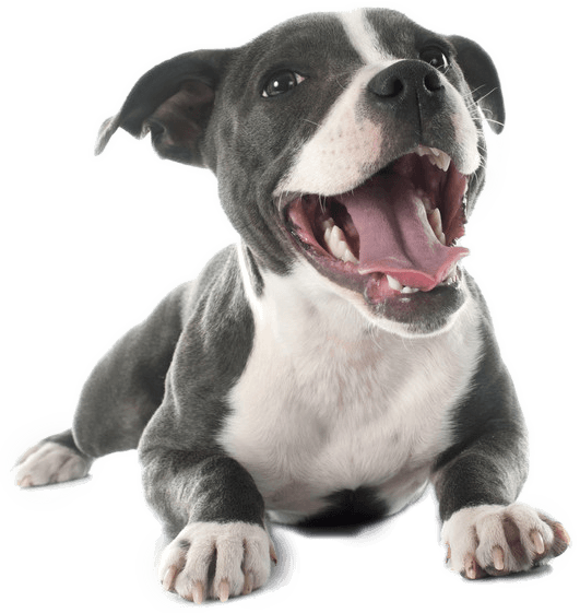 Pit Bulls Png Isolated Hd (gray, white)