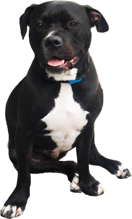 Pit Bulls Png Picture (black)