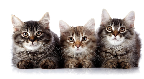 Kitten Transparent Background (white, indigo, black)