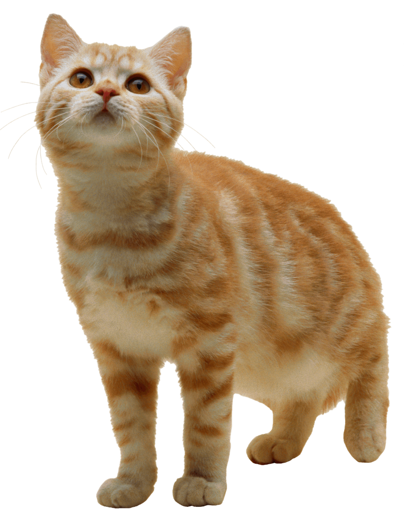 Kitten Transparent Png (gray, chocolate, black)