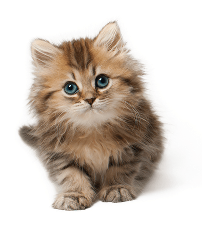 Kittens Download Png Image (white, lavender, black)