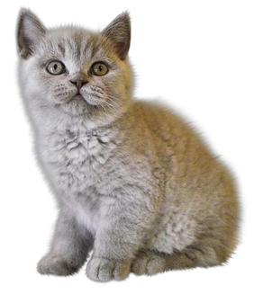 Kittens Png Clipart (silver, black)