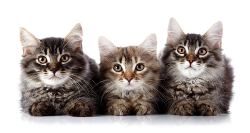 Kittens Png File (white, indigo, black)