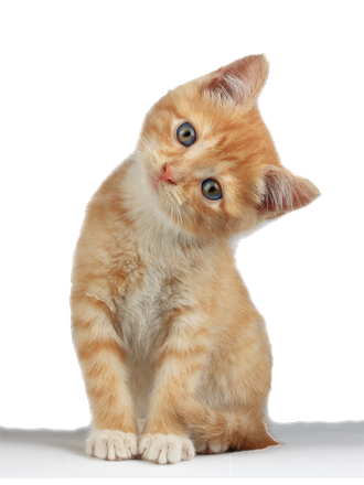 Kittens Png Photo (white, lavender, black)