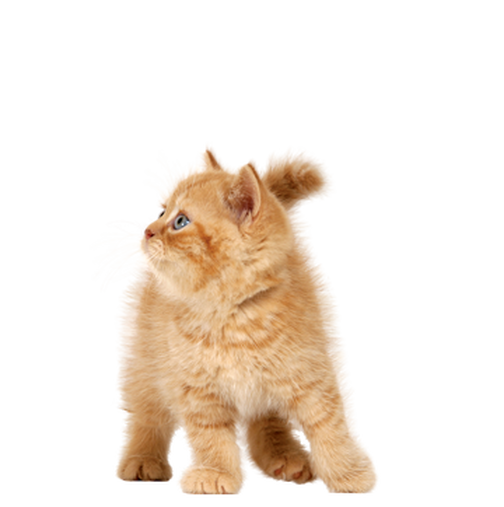 Kittens Png Pic (beige, salmon, black, silver)