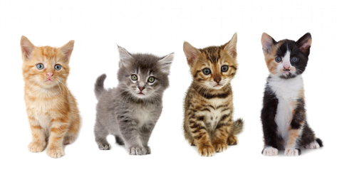 Kittens Png Transparent (gray, silver, black)