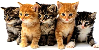 Kittens Png (black)