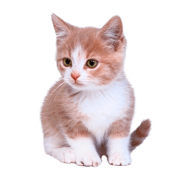 Kittens Transparent Png (gray)