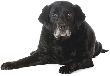 Sitting Black Dog Transparent Png (black)