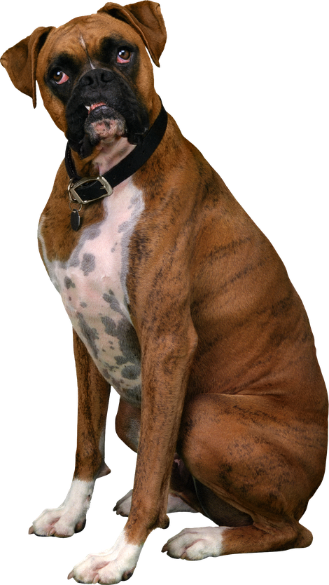 Sitting Boxer Dog Transparent Png (black, maroon, olive)