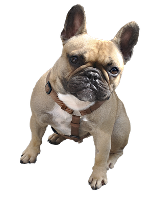 Sitting Bulldog Png Clipart (black, gray)