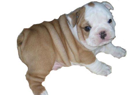 Sitting Bulldog Png File (black, gray)