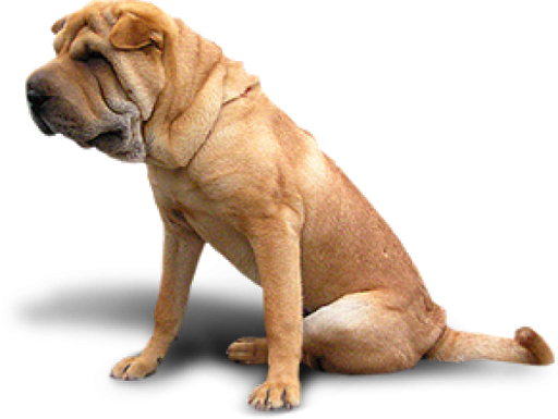 Sitting Bulldog Png Hd (black, salmon)