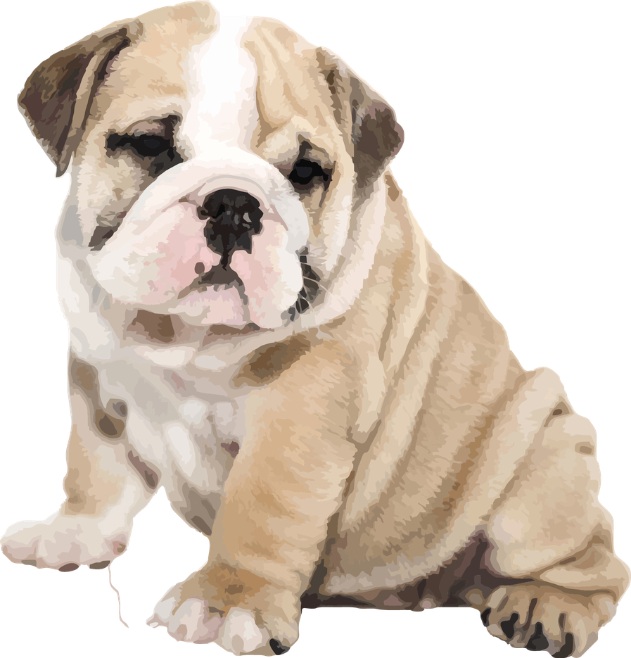 Sitting Bulldog Png Image (white, black, salmon, beige, silver)