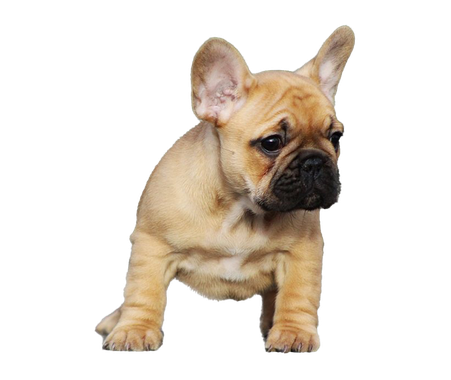 Sitting Bulldog Png Photos (black, silver)