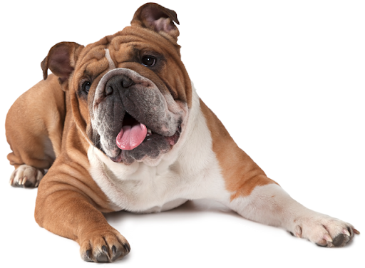 Sitting Bulldog Png Pic (black, white, gray)