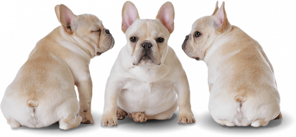 Sitting Bulldog Transparent Background (black, lavender)