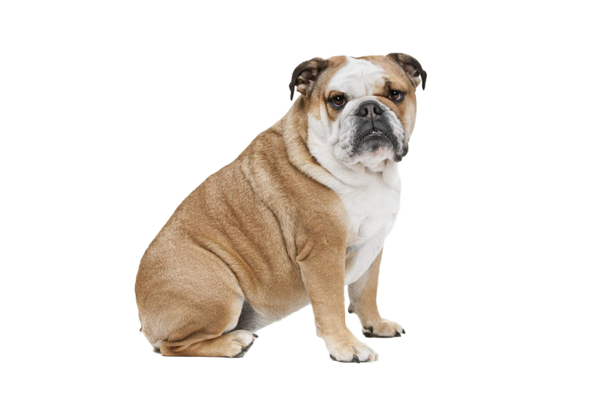 Sitting Bulldog Transparent Png (lavender, black, salmon, beige, gray)