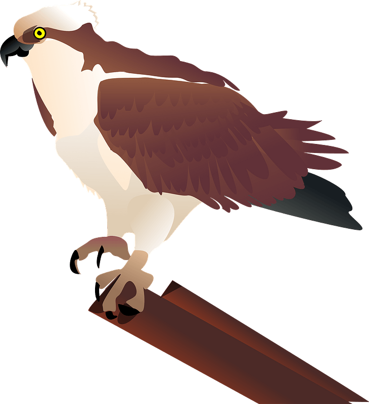 Sitting Eagle Png Hd (maroon, gray)